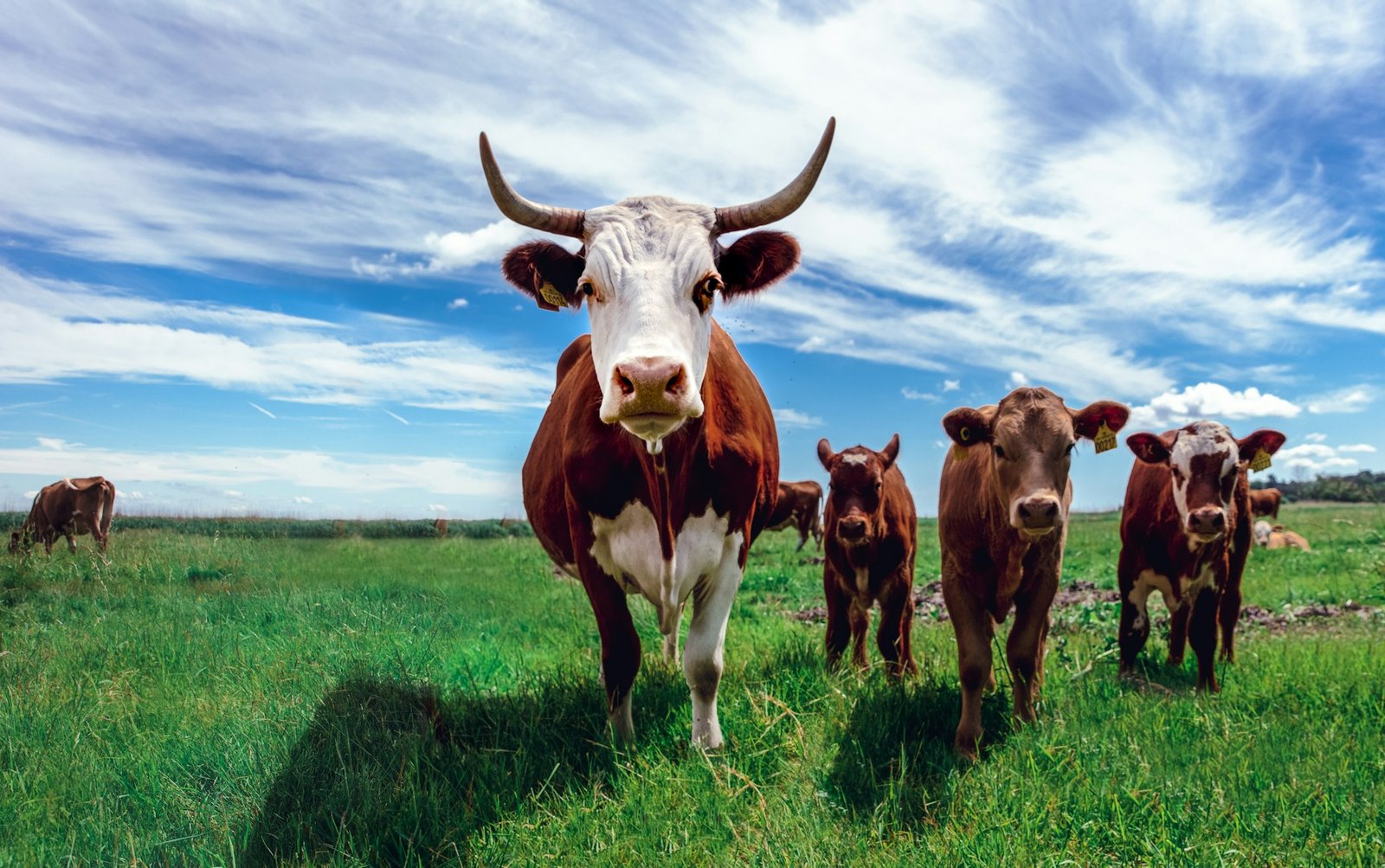 Herd of Cows