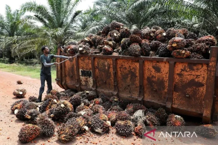 Analisis carbon footprint produksi minyak kelapa sawit: Panduan Lengkap