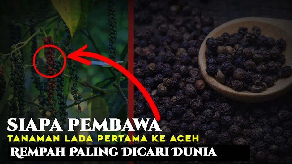 Asal Usul dan Penyebaran Awal Lada