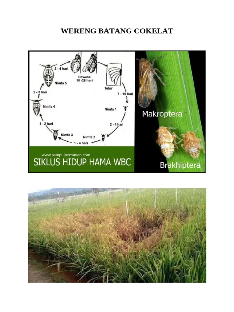Asal usul wereng batang coklat di Indonesia: Jejak Historis
