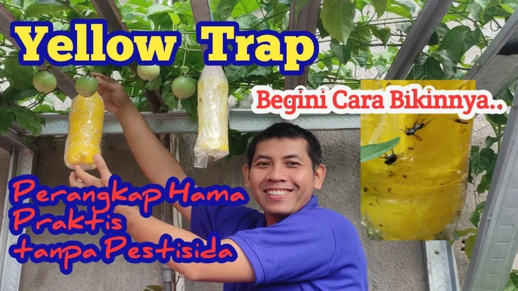 Cara membuat trap crop untuk Pengendalian Hama Terpadu: Langkah Praktis
