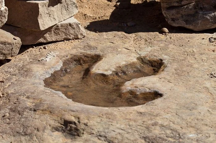 Cara Mengidentifikasi Jejak Kaki Fosil Dinosaurus