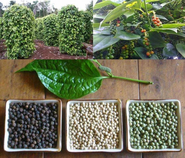 Lada sebagai rempah perdagangan abad pertengahan: Jalur dan Pelaku Utama