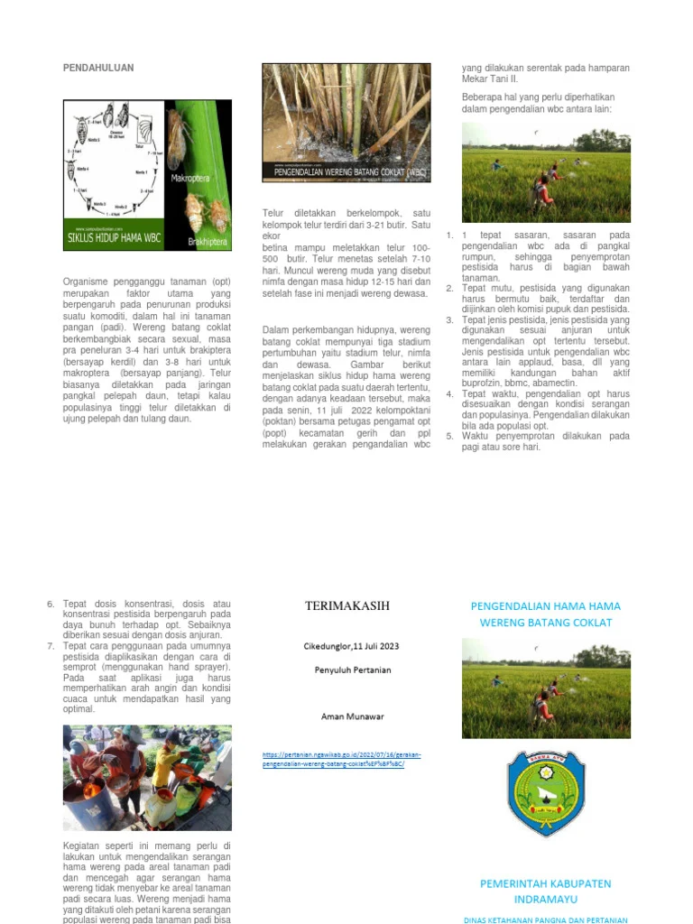 Metode pengendalian wereng batang coklat tradisional: Pendekatan Dasar