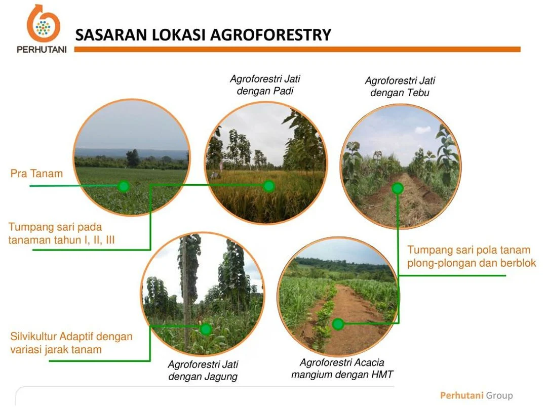 Pengaruh agroforestri terhadap keanekaragaman hayati Indonesia: Konsep Dasar dan Manfaat