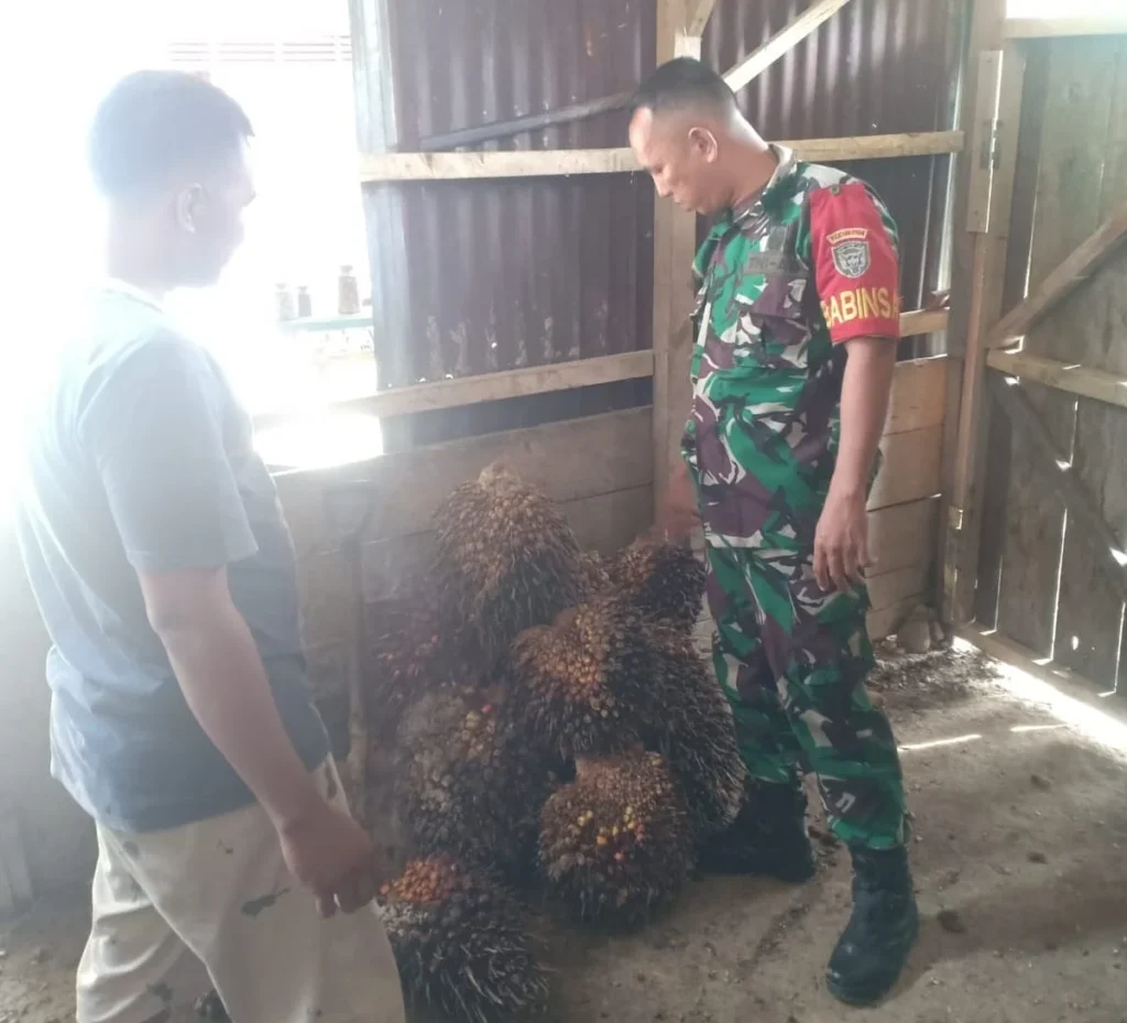 Pengaruh curah hujan tidak menentu pada hasil panen sawit
