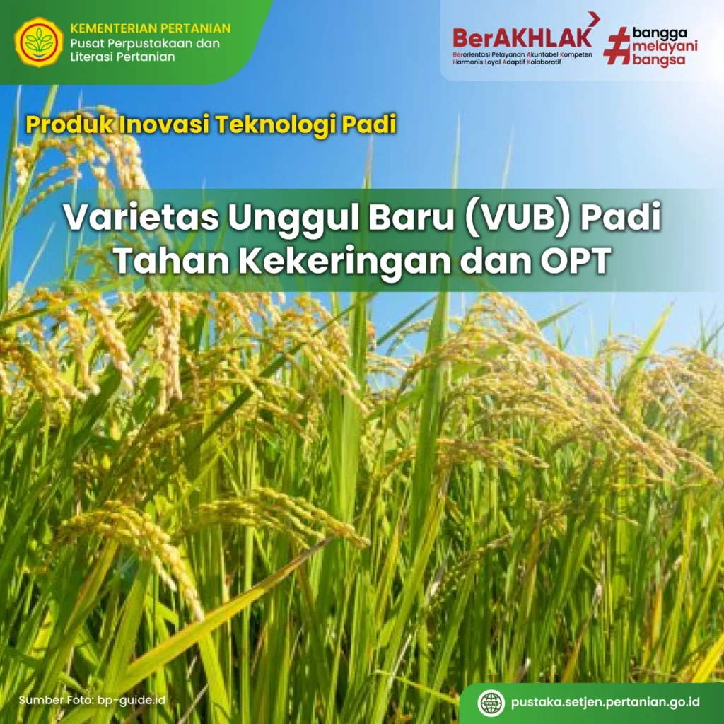 Penggunaan varietas tahan kekeringan dalam pertanian: Strategi breeding dan teknologi modern