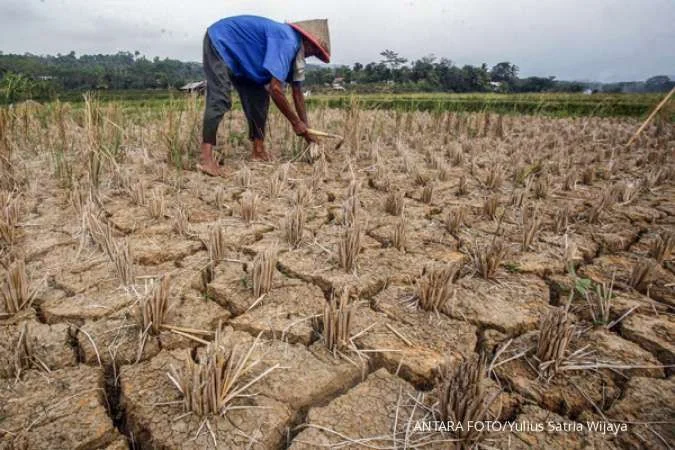 Prediksi El Nino 2026 di Indonesia dan dampaknya pada pertanian