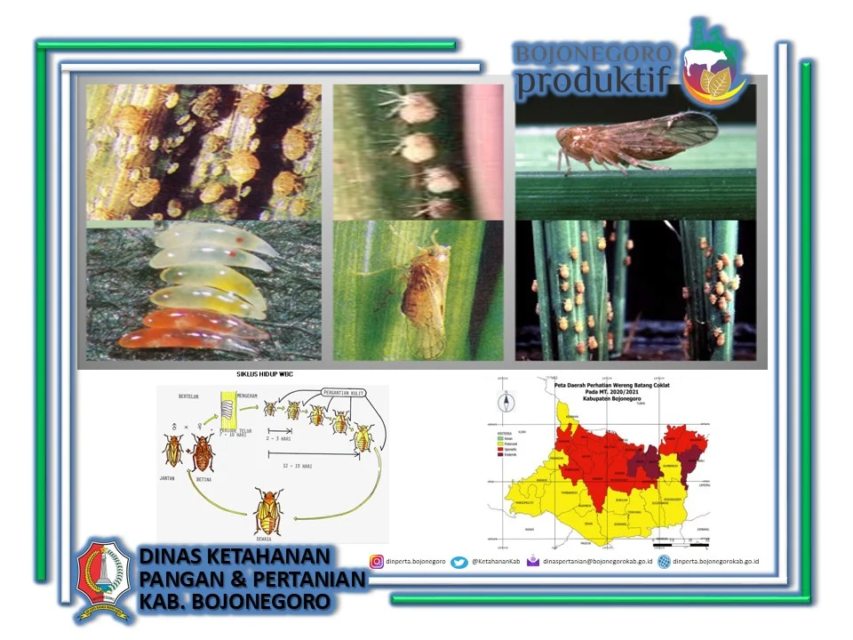 Sejarah penyebaran werng batang coklat ke wilayah lain di Asia Tenggara
