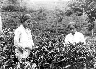 Sejarah teh dalam sastra Indonesia: Jejak Awal di Klasik