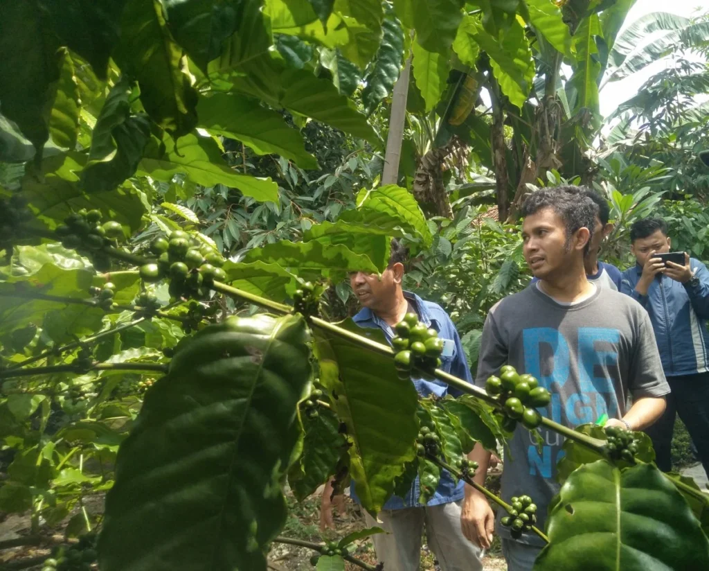 Strategi Penghasilan tambahan dari pohon buah di kebun kopi
