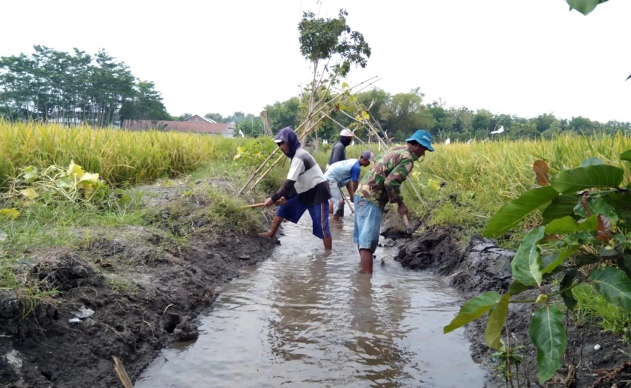Adaptasi Petani Indonesia terhadap El Nino 2026: Teknik Irigasi Hemat Air