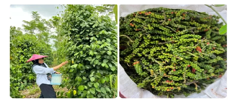 Asal-usul Lada di India: Sejarah dan Budidaya