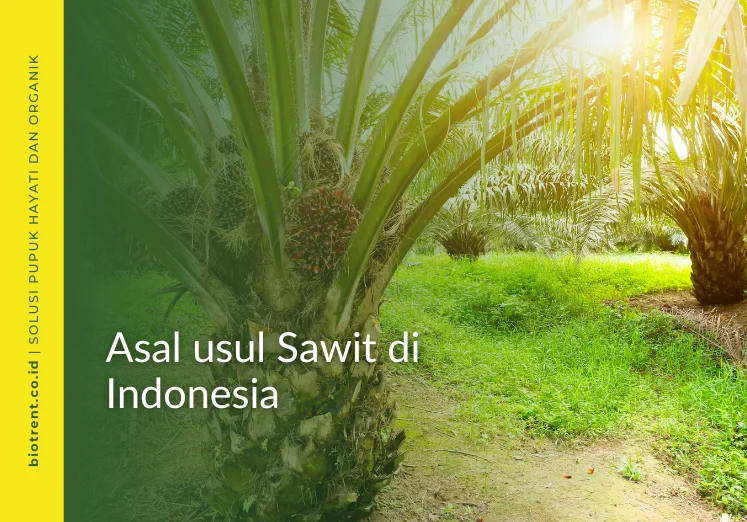 Asal Usul Tanaman Sawit