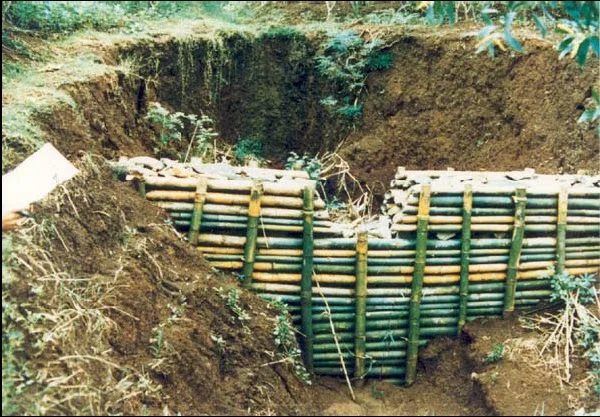 Bambu sebagai Pengendali Erosi Tanah: Kelebihan dan Kekurangan