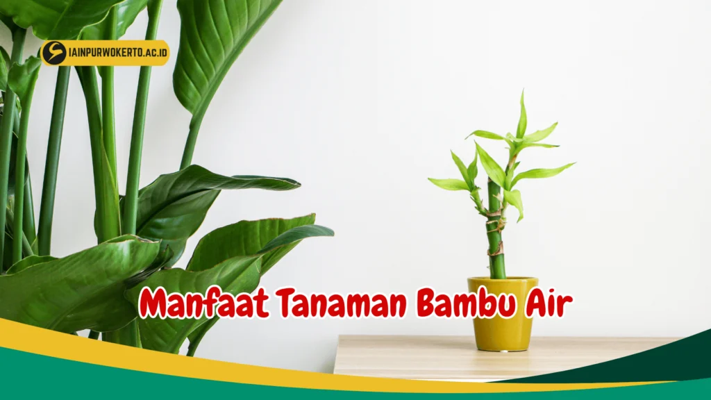 Bambu sebagai Penyerap Air