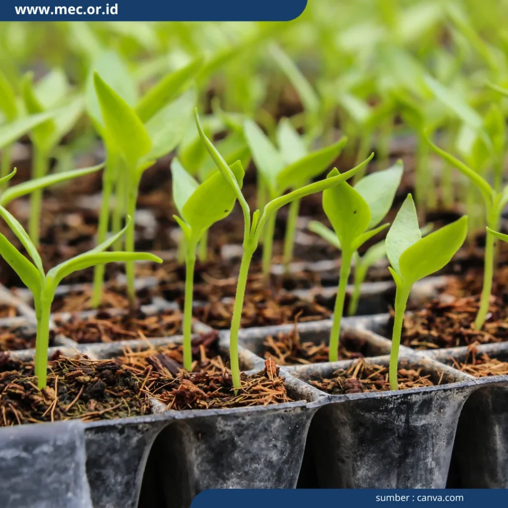 Budidaya Cabe Rawit dalam Pot: Persiapan dan Teknik