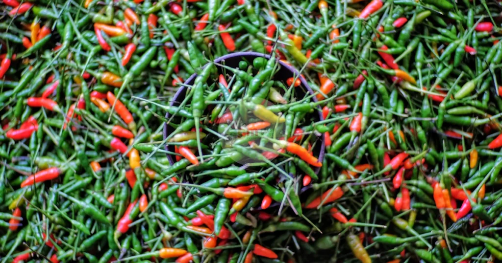 Cabe Rawit Merah versus Cabe Rawit Hijau: Perbedaan Rasa dan Tekstur