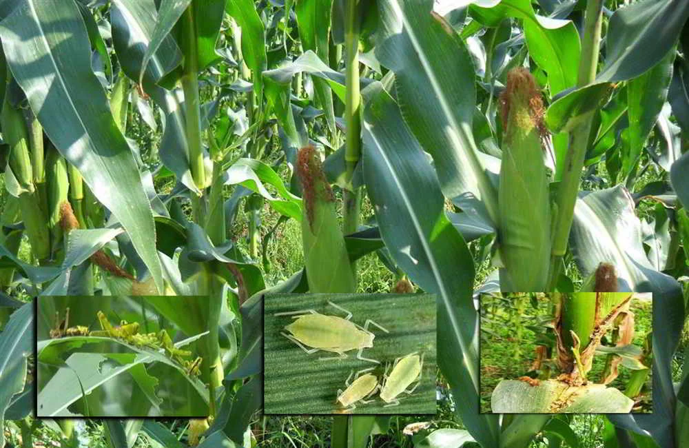 Cara Memanfaatkan Musuh Alami Hama Jagung dalam Pertanian Terpadu