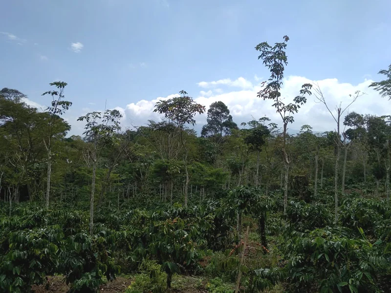 Cara Menerapkan Agroforestri pada Kebun Kopi
