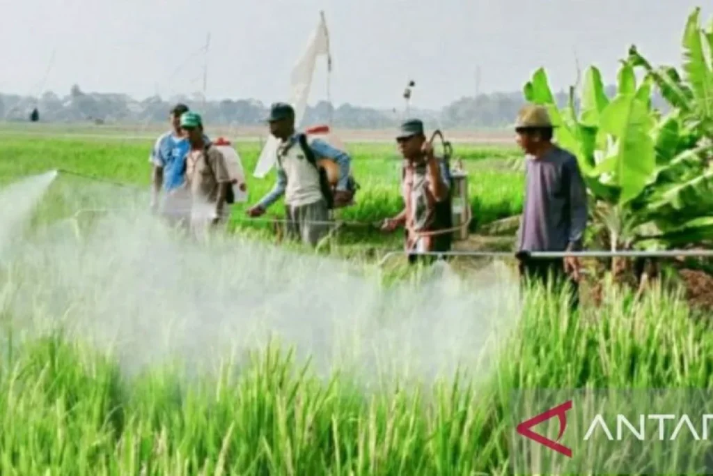 Cara Mengatasi Hama Padi dengan Pestisida
