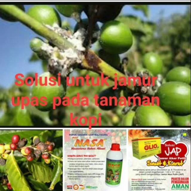 Cara Mengatasi Hama Tanaman Kopi dengan Pestisida