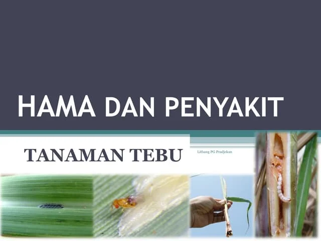 Cara Mengatasi Hama Tanaman Tebu