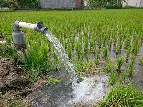 Cara Menghemat Air di Sawah dengan Teknik Irigasi
