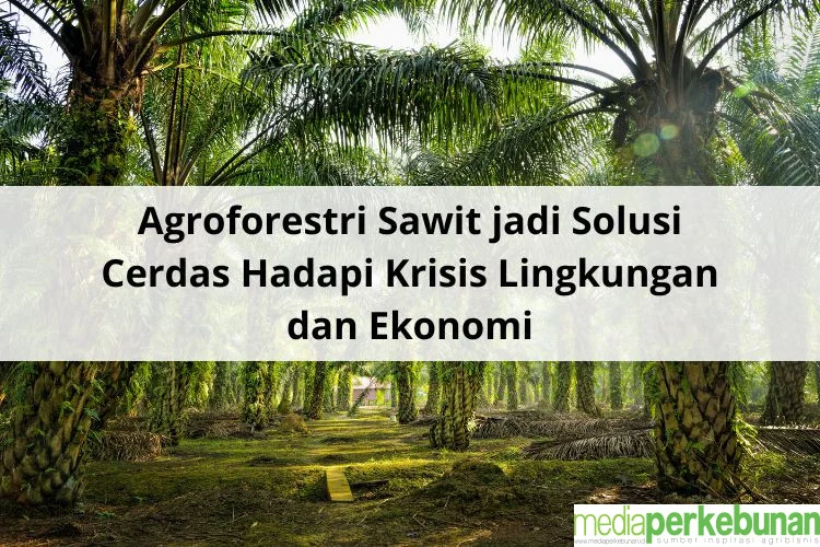 Dampak Agroforestri Sawit terhadap Pendapatan Petani