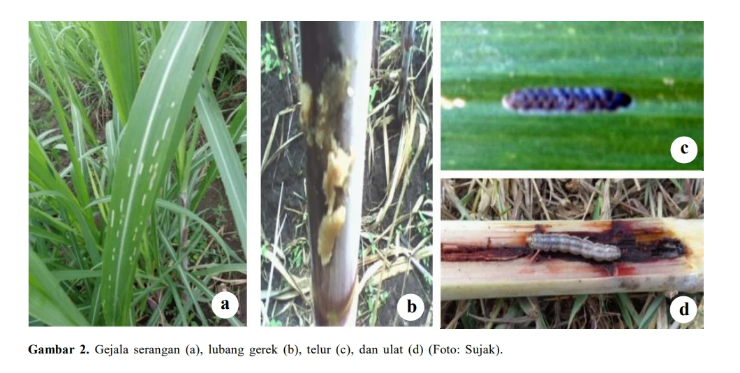 Dampak Hama Tanaman Tebu pada Hasil Panen