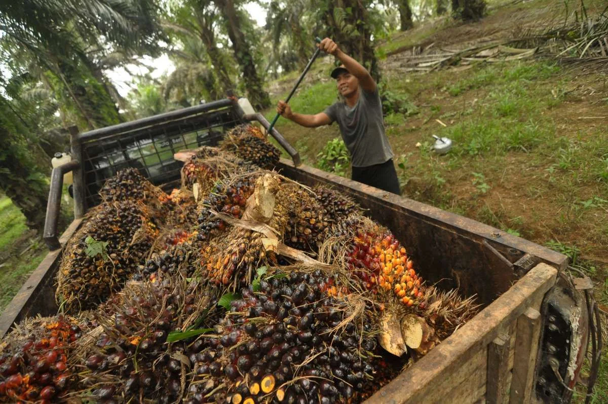 Dampak Lingkungan Perkebunan Sawit terhadap Keanekaragaman Hayati
