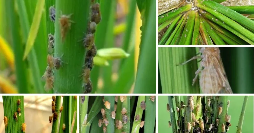 Dampak Wereng Batang Coklat Terhadap Pertanian Padi