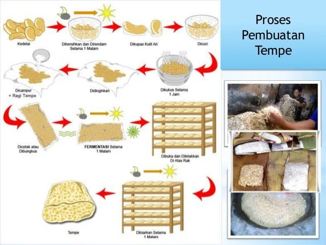 Fakta Menarik tentang Tempe: Sejarah dan Proses Pembuatan