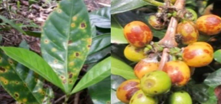 Gejala Serangan Hama Kopi pada Daun