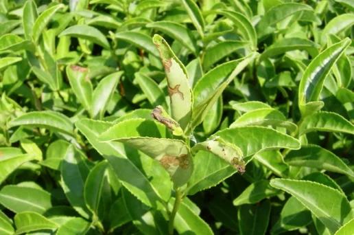 Gejala Serangan Hama Tanaman Teh