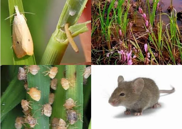 Hama Padi dan Pengendaliannya: Jenis-Jenis Hama