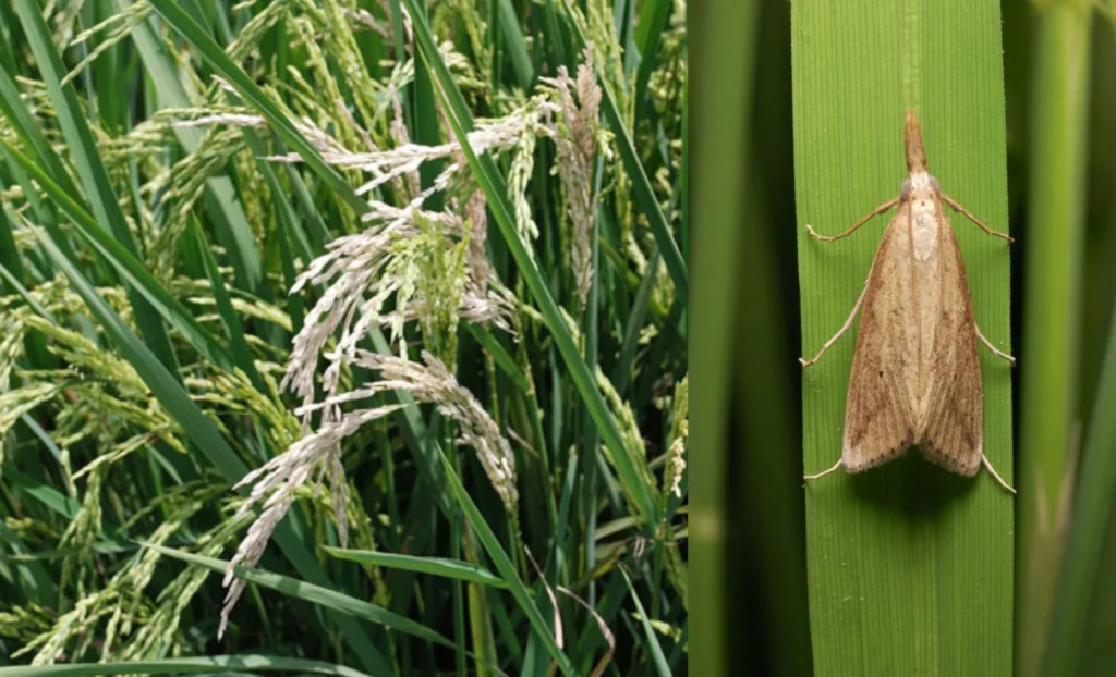 Hama Tanaman Padi dan Dampaknya