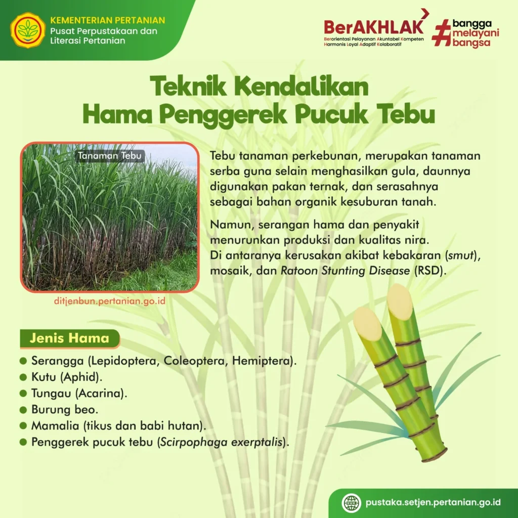 Hama Tanaman Tebu di Indonesia: Jenis dan Dampak