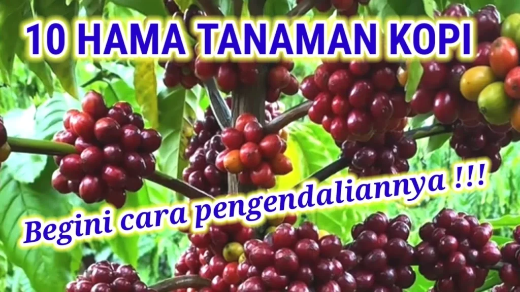 Hama Utama Tanaman Kopi dan Cara Mengendalikannya