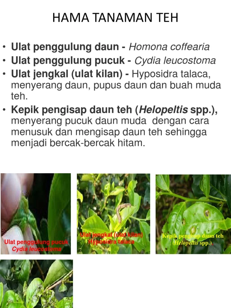 Hama Utama Tanaman Teh