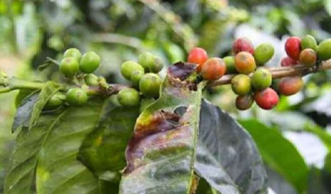Hama yang Menyerang Tanaman Kopi