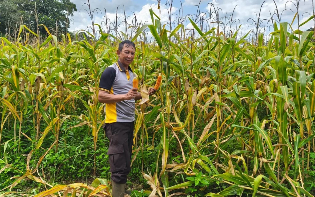 Jagung dan Pengaruhnya terhadap Ekonomi