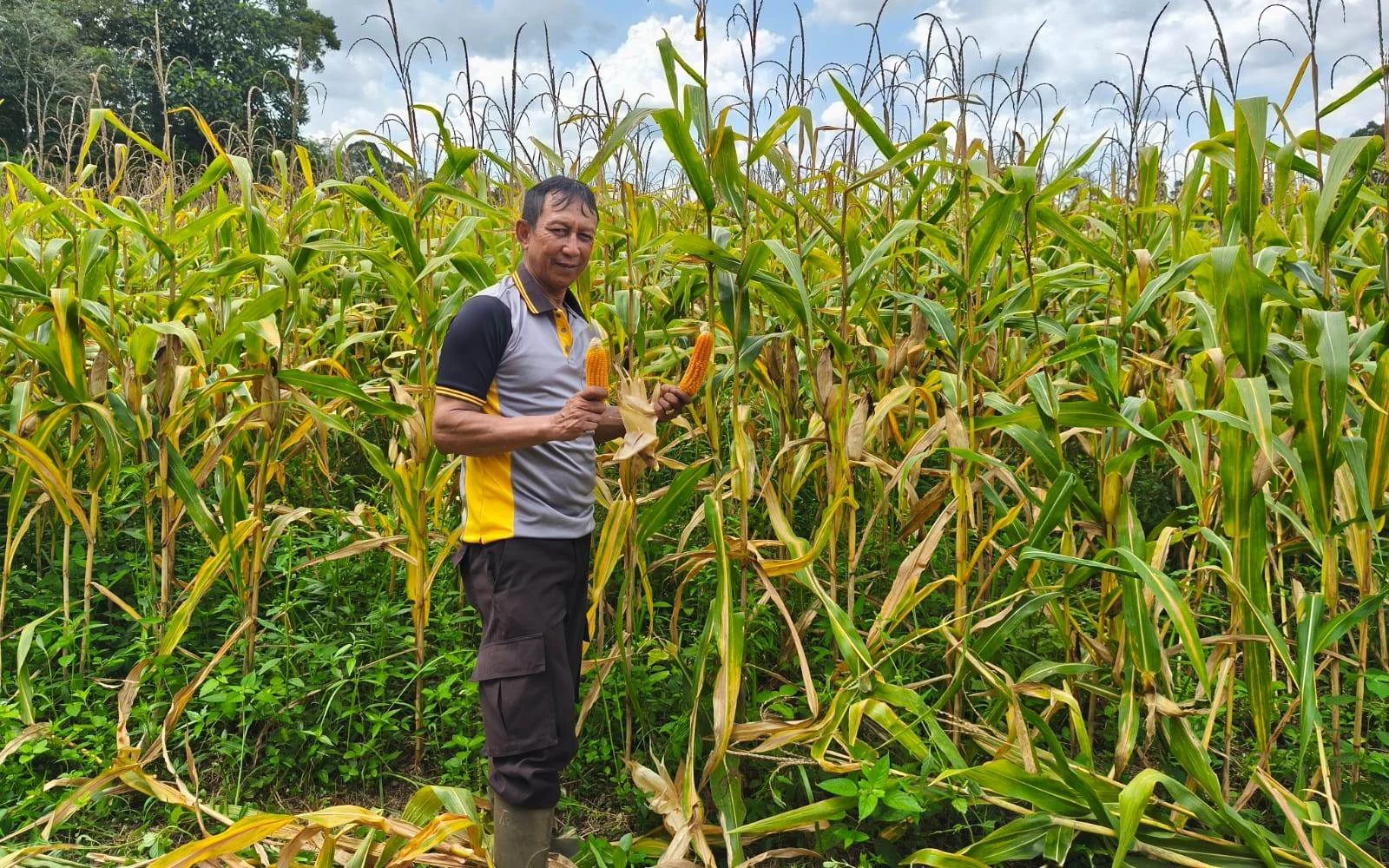 Jagung dan Pengaruhnya terhadap Ekonomi