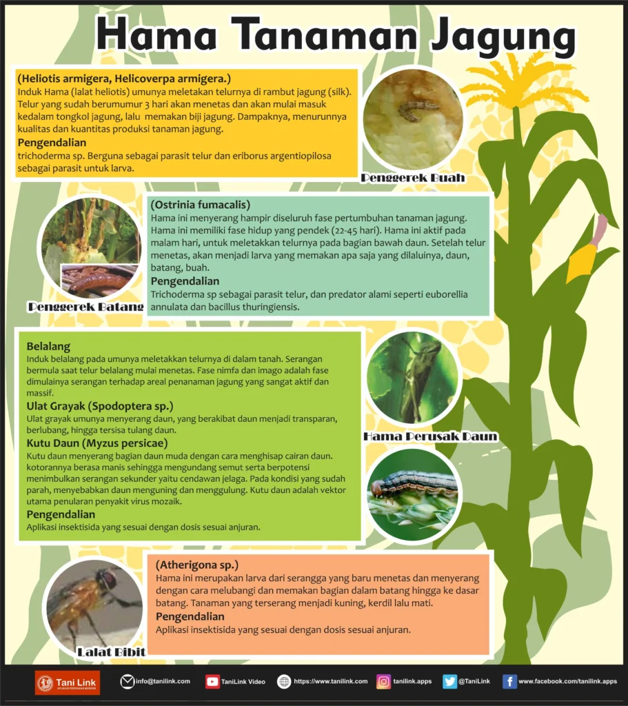 Jenis Hama Tanaman Jagung