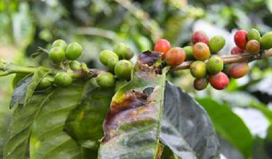 Jenis Hama Tanaman Kopi