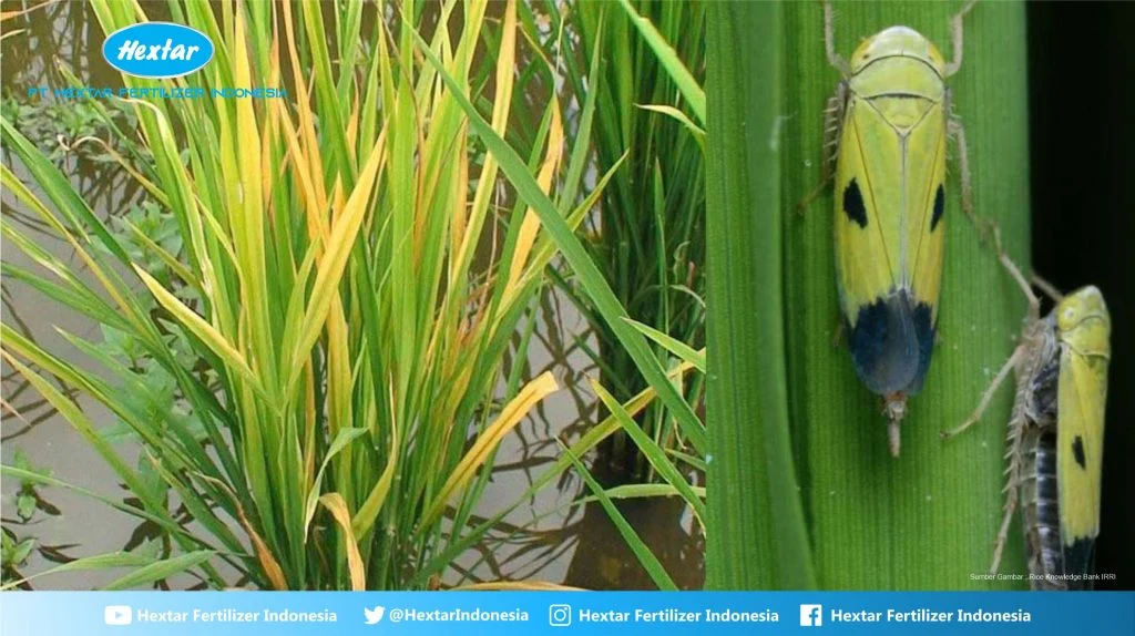 Jenis Hama Tanaman Padi