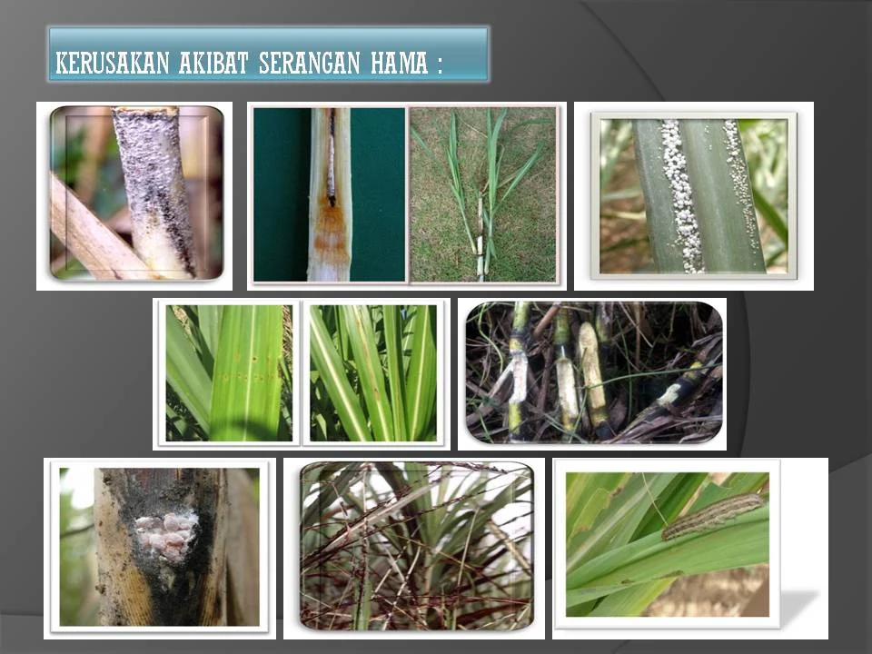Jenis Hama Tanaman Tebu