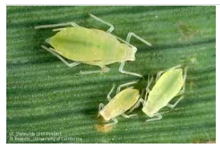 Jenis-jenis Kutu Daun yang Menyerang Jagung di Indonesia