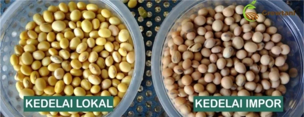 Kedelai Impor vs Kedelai Lokal: Perbandingan Harga dan Kualitas
