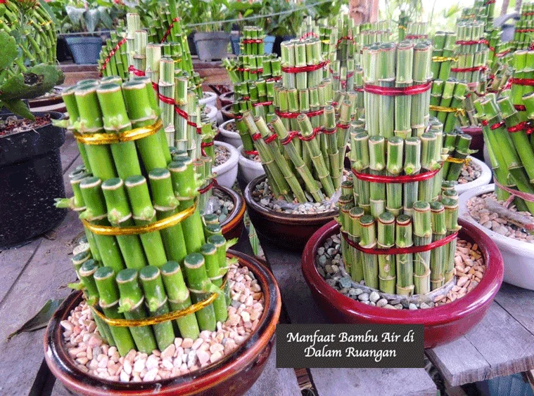 Kegunaan Bambu dalam Menghemat Air